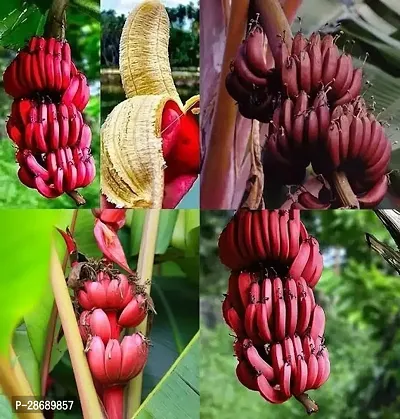 Baishnab Banana Plant Red banana live plant-thumb0