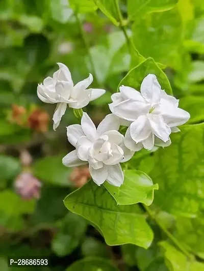 Baishnab Jasmine Plant Jasmine Flower Live Plant