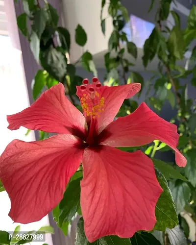 Baishnab  Hibiscus Red Live Flower Plant CF330113-thumb0