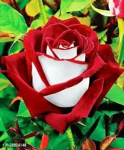 Baishnab  Rare Grafted  RedWhite Rose Gulab Flow