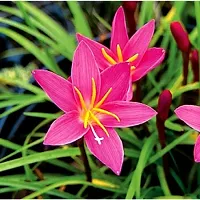 Baishnab Lily Plant rain lily plant-thumb1