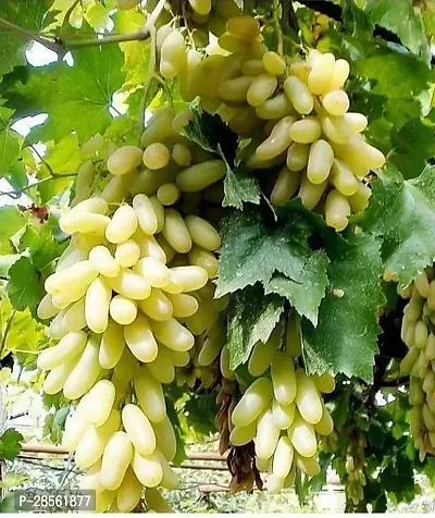 Baishnab Grapes Plant Grapes Plant