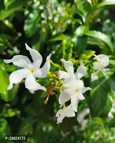 Baishnab  Jasmine Crepe Jasmine Chinese Tagor Nig