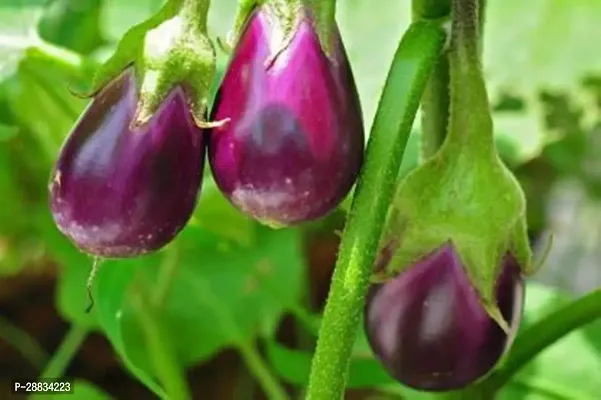 Baishnab Chili seed ai 230psBrinjal Seeds230PIECE-thumb0