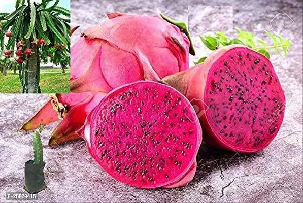 Baishnab  BHAJANLAL GREENERY Dragon Fruit Plant Red