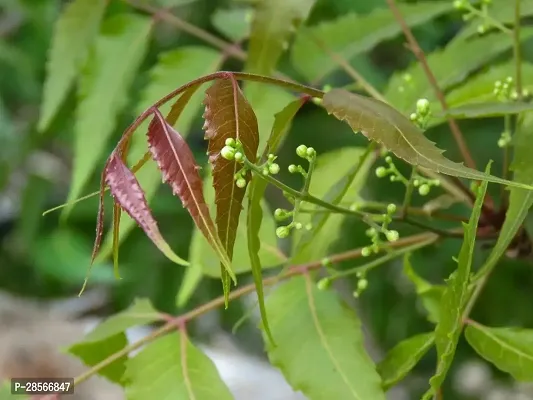 Baishnab Neem Plant herbal neem tree-thumb0