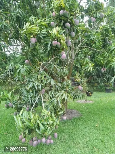 Baishnab Mango Plant Badami Grafted Mango Plant.-thumb0