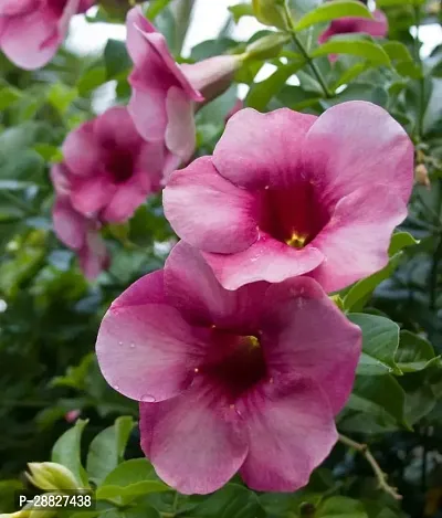 Baishnab  Allamanda blachetii plant CFO495 Thunb-thumb0