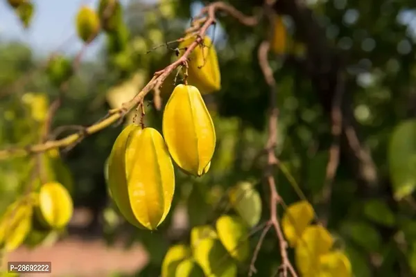 Baishnab Star Fruit Carambola Grafted Plant MQL-thumb0