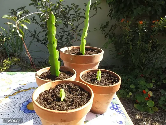 Baishnab Dragon Tree Dragon Fruit Plant ( Red )-thumb3