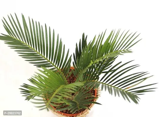 Baishnab  Cycas Revoluta Plant Live Plant CF031 C