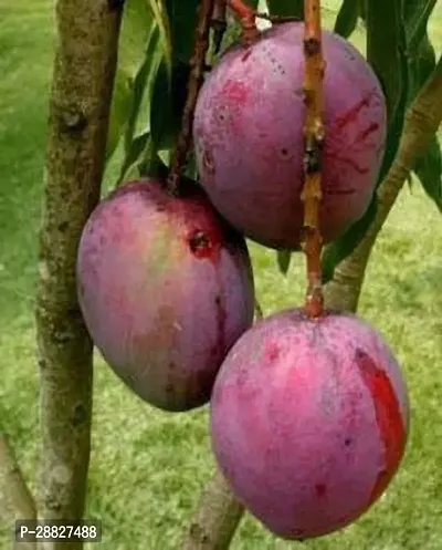 Baishnab  Gulab Khass Live Grafted Mango Plant CF 4-thumb0