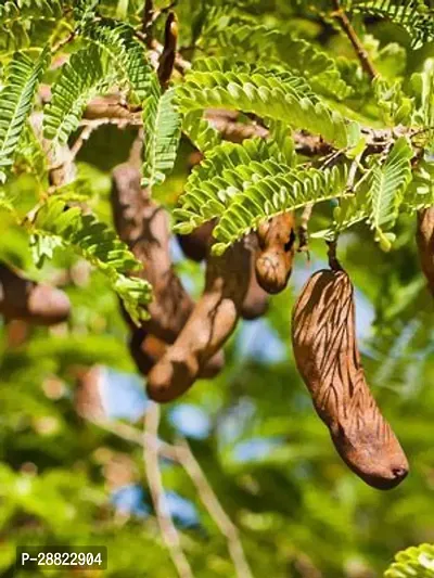 Baishnab  Sweet Tamarind Live Plant CF2 Tamarind-thumb0