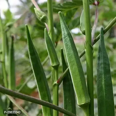 Baishnab Earth Seeds P140BHINDI33100PIECE-thumb0