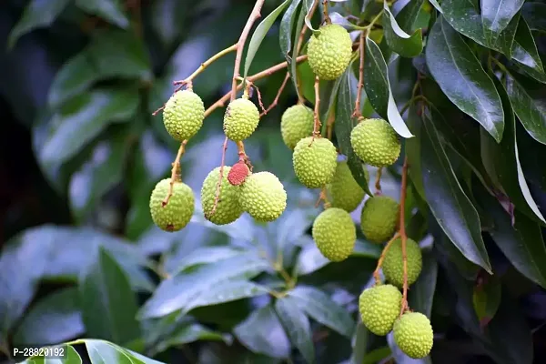 Baishnab  MMU211 Litchi Plant