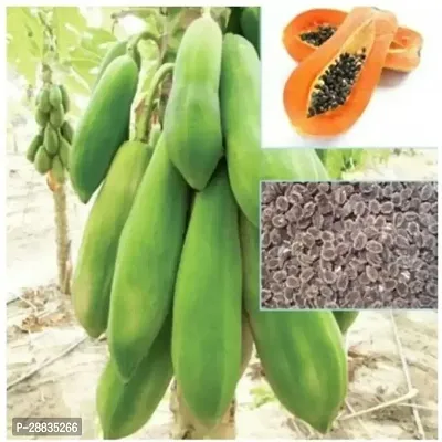 Baishnab Papaya seed 50ps mcpp 16010PIECE-thumb4