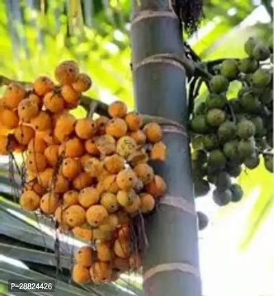 Baishnab  Betel Nut Supari Live Plant CF21 Betel