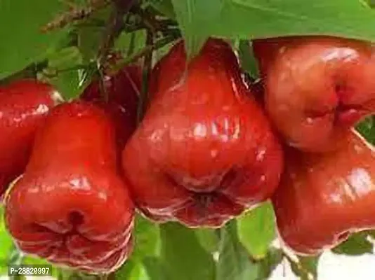 Baishnab  JamrulModelThai redplant Jamun Plant