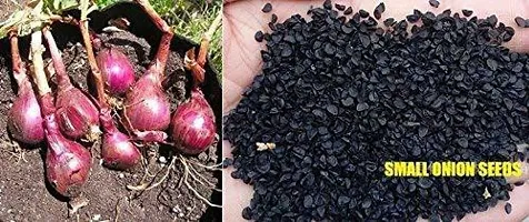 Baishnab Onion seed100 per packet 22 rbVegetable Onion Seeds Op   Sow and Grow Fresh Healthy Seed in Your Garden Perfect for Home   Terrace Gardening High Germination Seeds100PIECE-thumb3