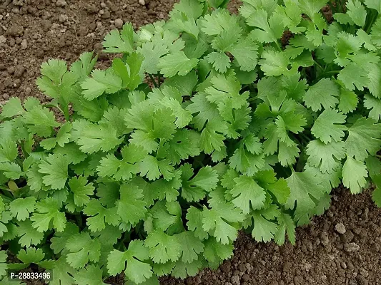 Baishnab Earth Seeds P234Coriander241000PIECE-thumb0