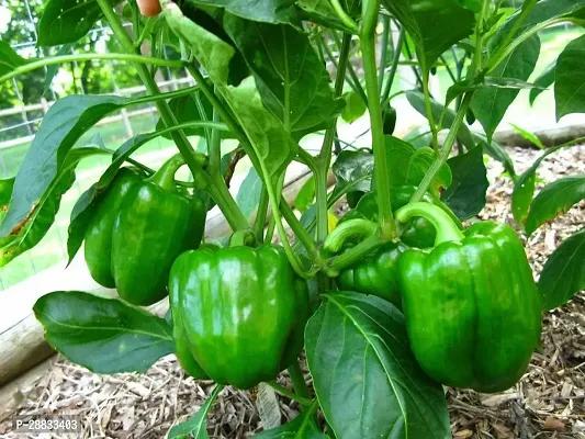 Baishnab capsicum seed laeCapsicum Green Seeds Hybrid Bell Pepper Seeds1000PIECE