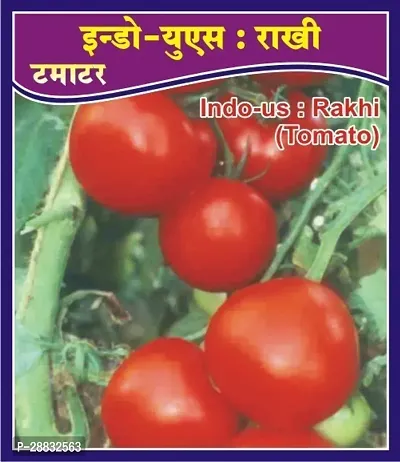 Baishnab  Toma Seed 10 PsIndous Rakhi F1 Hy.Tomato Seeds 20 Gr10PIECE