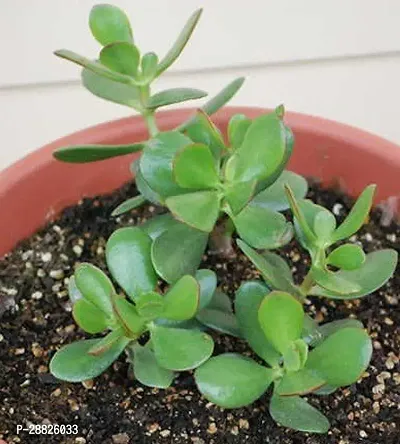 Baishnab  Jade Live Plant Good Luck Plant CF151 J