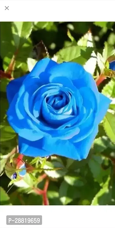 Baishnab  VG  Blue rose plant Rose Plant-thumb0