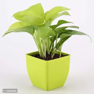 Baishnab  INDOOR MONEY PLANT Money Plant-thumb0