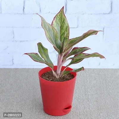 Baishnab  Gardens Aglaonema Red Natural Live Plant-thumb0