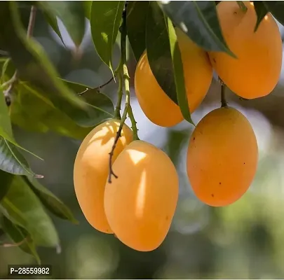 Baishnab Mango Plant All Time Mango plant, Thai Hybrid Variety-thumb2