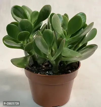 Baishnab  Jade Live Plant Good Luck Plant CF2021