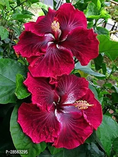 Baishnab Hibiscus Plant PLT-175-thumb0