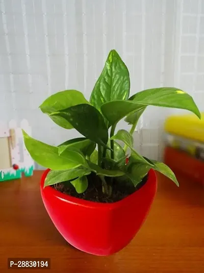 Baishnab  Money Plant CF009311 Money Plant-thumb0