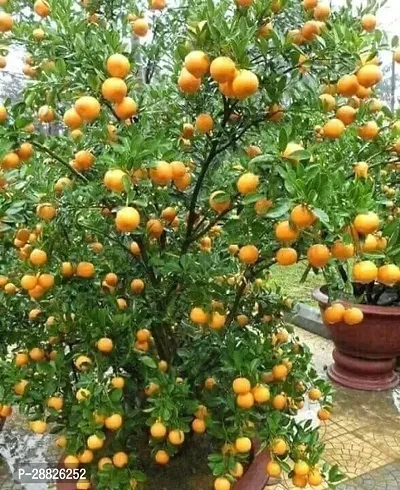 Baishnab  High Yield Orange Live PlantCF01011 Ora-thumb0