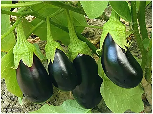 Baishnab ZZ Plant Gardens Live Brinjal - Baingan Vegetable 1 Healthy Live Plant With Plastic Bag-thumb0