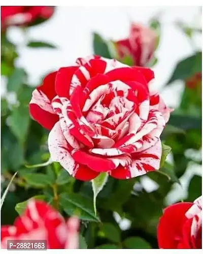 Baishnab  Natural Plant Tiger Rose Flower IndoorOu-thumb0