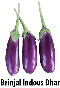 Baishnab Brinjal seed 200ps mc hIndo Us Dhar F1 HyEggplants  200 Packet of200PIECE-thumb1