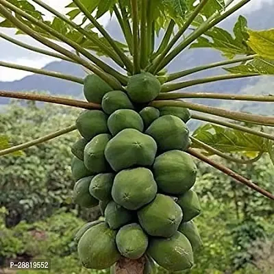 Baishnab  Hawaiian Sunrise Papaya Papaya Plant-thumb0