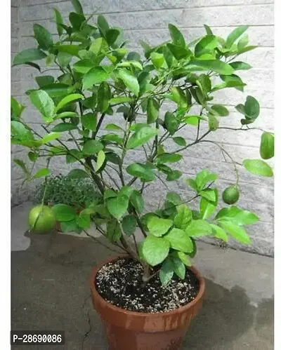 Baishnab Lemon Plant Lemon Plant 135-thumb0