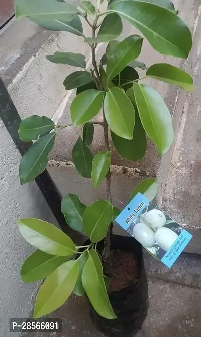 Baishnab Jamun Plant Axotic Jamun-thumb2