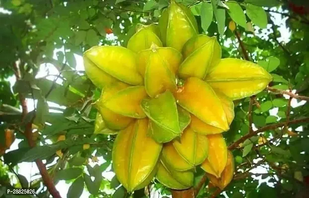 Baishnab  Rare Star Fruit Grafted Live plant CF018-thumb0