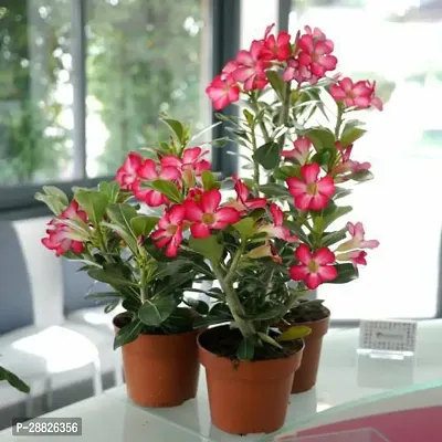 Baishnab  ADENIUM FLOWER PLANT AX29 Adenium Plant-thumb0