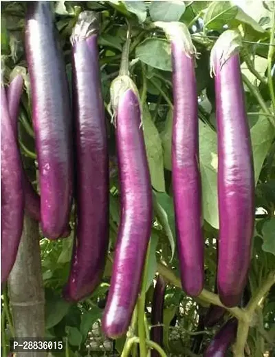 Baishnab Brinjal sed wwsdfBrinjal Big Green Eggplant Seeds Finest 100 Seeds BS167100PIECE