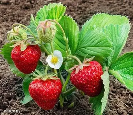 Baishnab Strawberry Plant strawberry fruit live plant-thumb2