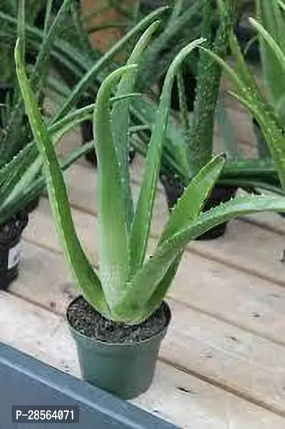 Baishnab Aloe Vera Plant Aloe Vera Plant 083-thumb0