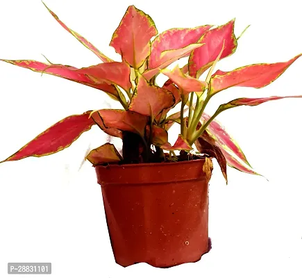 Baishnab  Aglaonema Super Red indore plant With Pot-thumb0