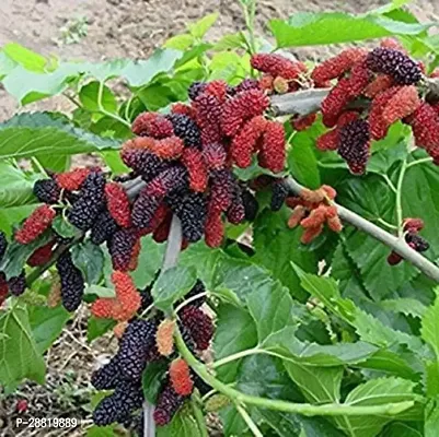 Baishnab  MULBERRY FRUIT PLANT Berry Plant-thumb0