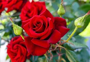 Baishnab Rose Plant Red Hybrid Rose Plant-thumb2