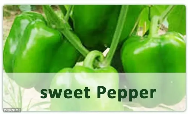 Baishnab capsicum seed ddfvtFast Germination Sweet Pepper Capsicum Seeds375 Seeds375PIECE